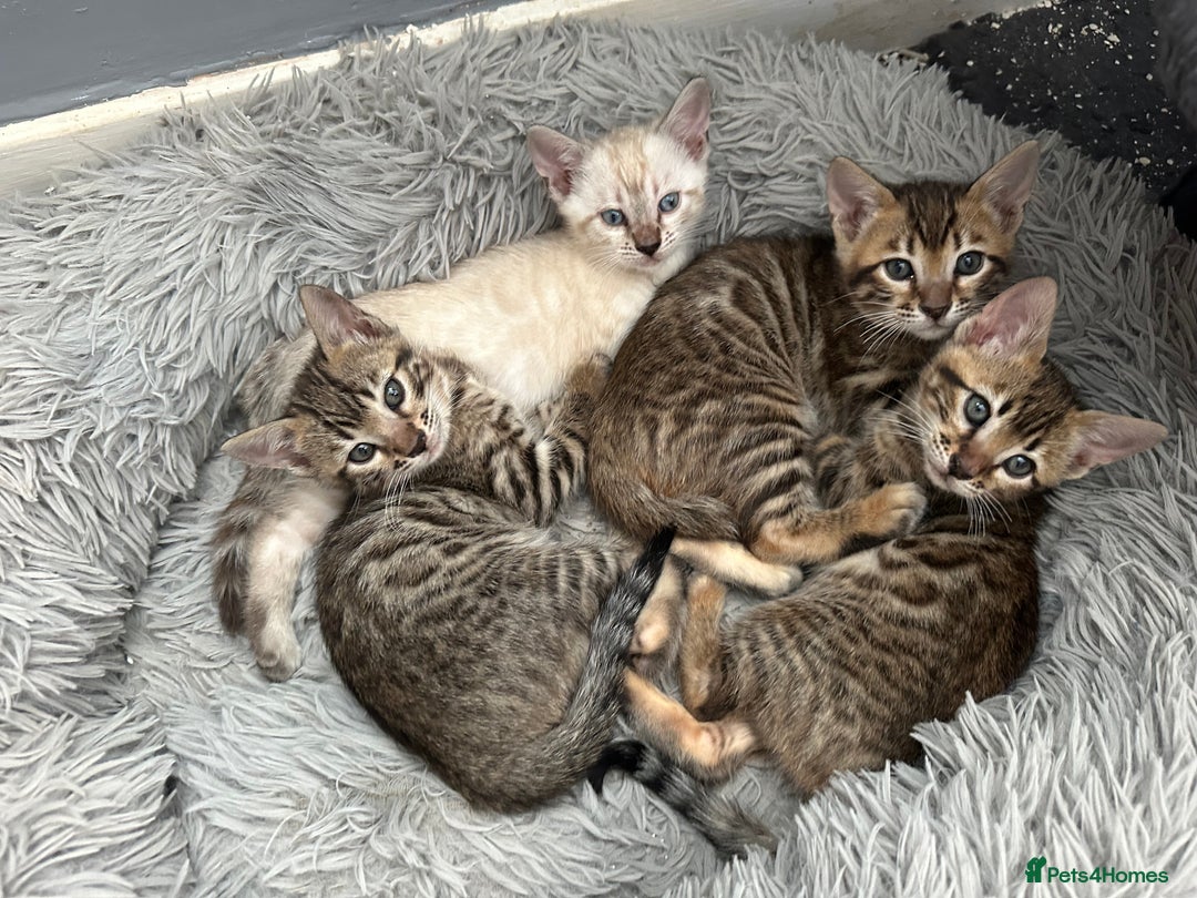 Bengal cats for sale: Bengal kittens  - Image 5