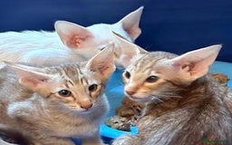 Oriental cats for sale: GCCF Oriental - Image 18