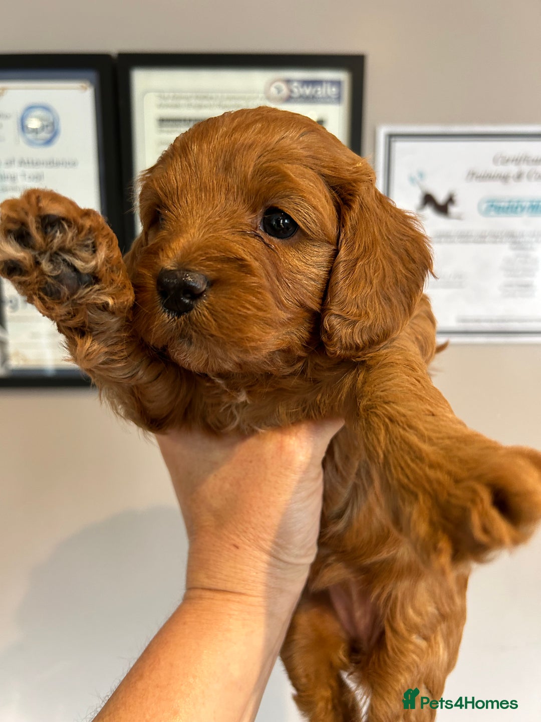 Toy Poodle dogs for stud: EXTENSIVELY HEALTH TESTED TOY POODLE STUD TYSON🌹 in Sheerness - Advert 24