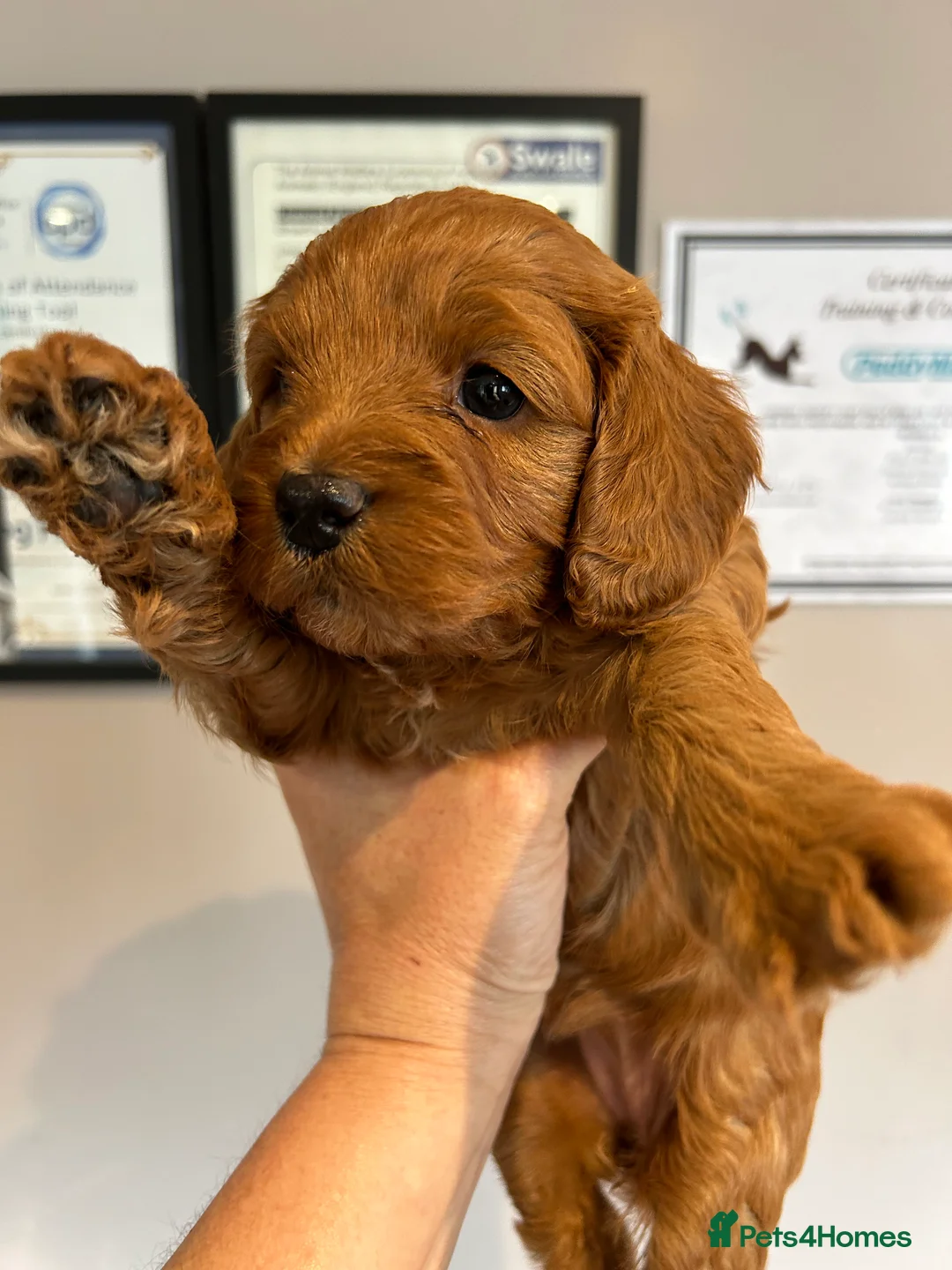 Toy Poodle dogs for stud: EXTENSIVELY HEALTH TESTED TOY POODLE STUD TYSON🌹 in Sheerness - Advert 24