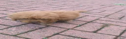 Labradoodle dogs for sale: Labradoodle pups F1B - Advert 7