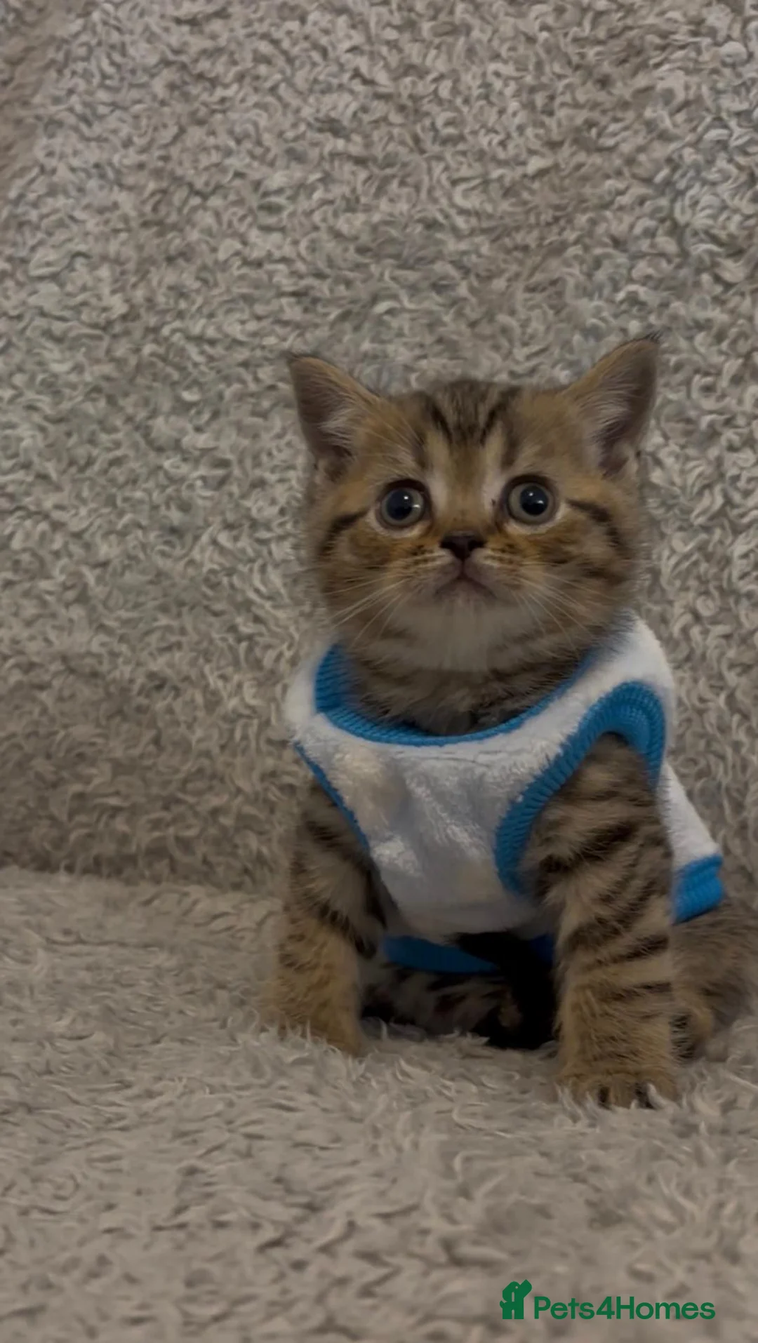 British Shorthair cats for sale: British shorthair baby - Advert 10