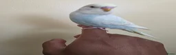 Budgerigars birds for sale: Super friendly hand tamed baby budgies for sale  - Advert 6