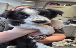 Border Collie dogs for sale: Beautiful Border Collie Puppies - Image 15