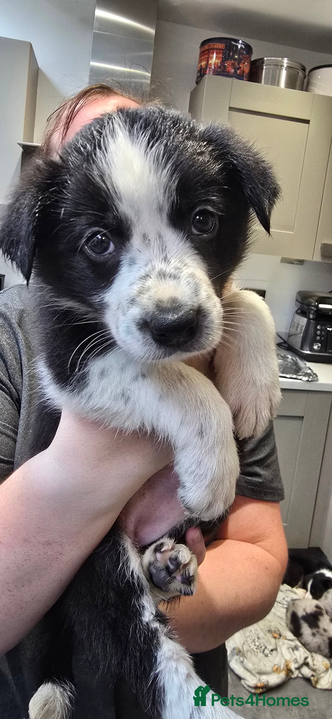 Border Collie dogs for sale: Beautiful Border Collie Puppies - Image 15
