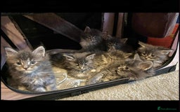 Maine Coon cats for sale: Blue And Blue And White Tabby’s - Image 7