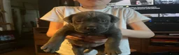 Cane Corso dogs for sale: Stunning pure cane corso puppies  - Advert 4