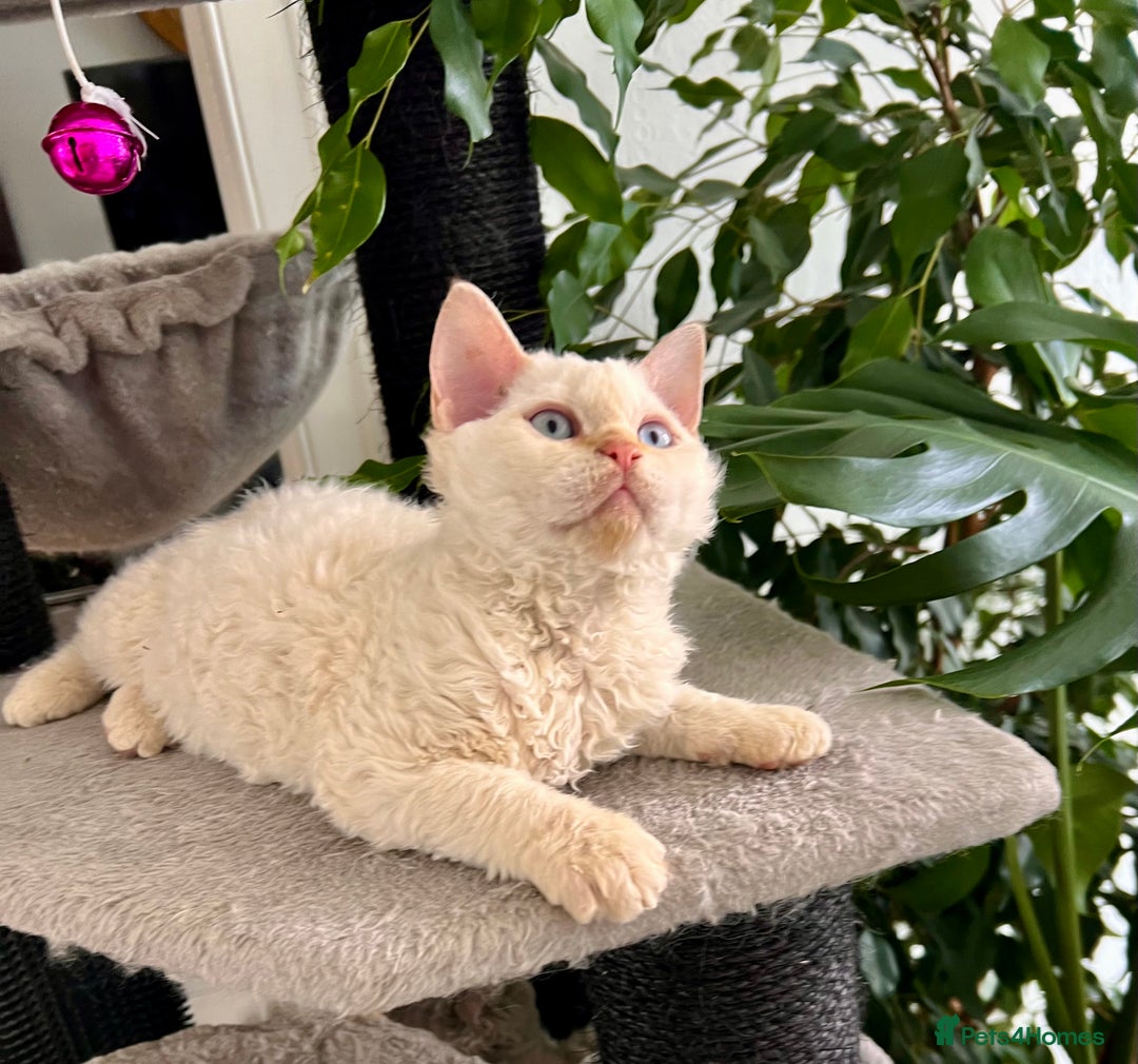 Selkirk Rex cats for sale: Gorgeous Selkirk Rex kittens - Image 11
