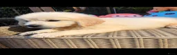 Golden Retriever dogs for sale: Beautiful golden retriever puppies  - Advert 3