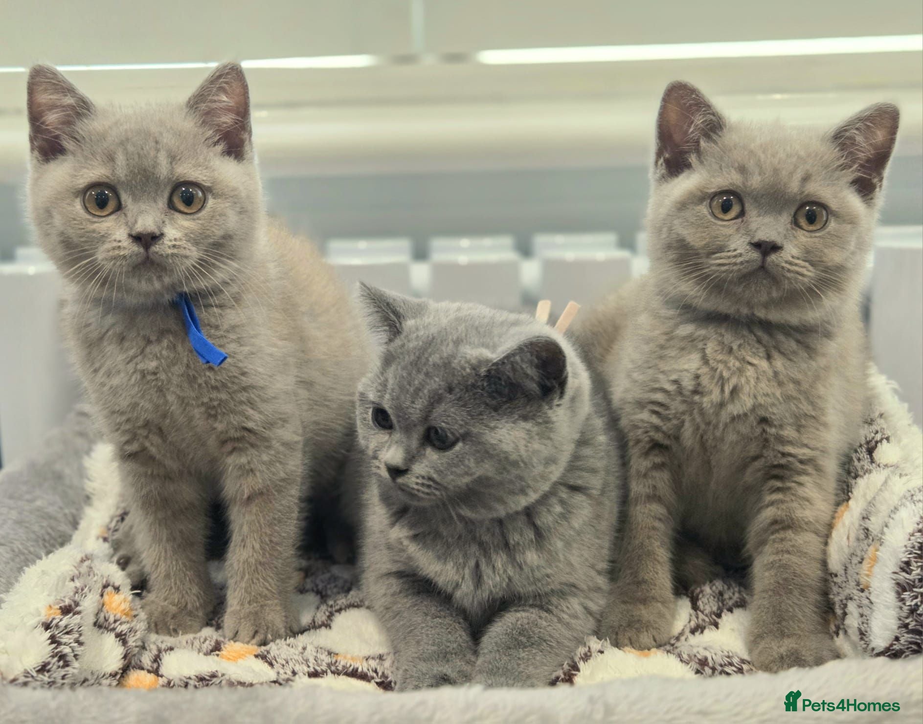 British Shorthair cats for sale: British Shorthair Lilac & Grey Blue Cute Kittens  - Advert 3