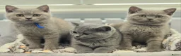 British Shorthair cats for sale: British Shorthair Lilac & Grey Blue Cute Kittens  - Advert 1
