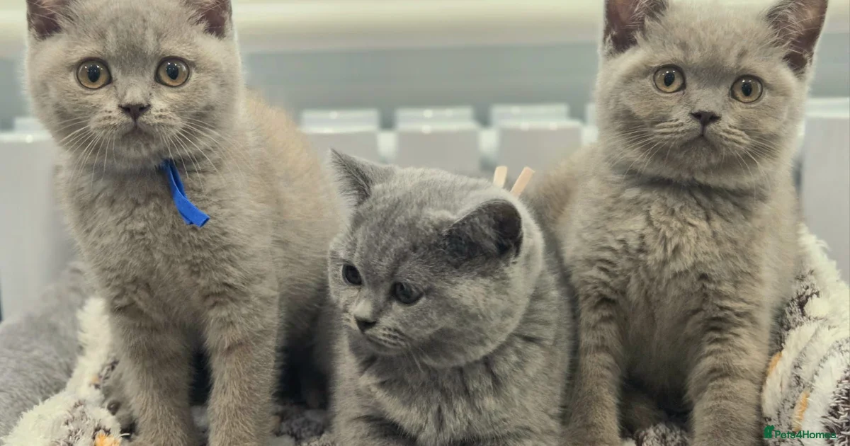 Kittens For Sale In Maidstone Kent Pets4Homes kittens-for-sale-in-maidstone-kent-pets4homes
