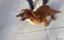Cocker Spaniel dogs for sale: 10 year old cocker spaniel  - Image 6