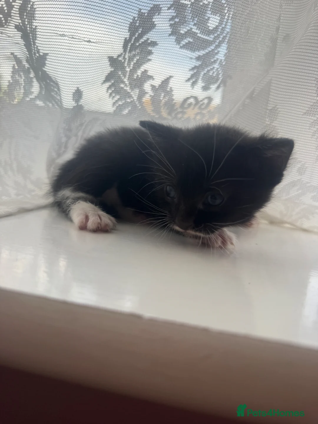 Mixed Breed cats for sale: 4 kittens  - Advert 5