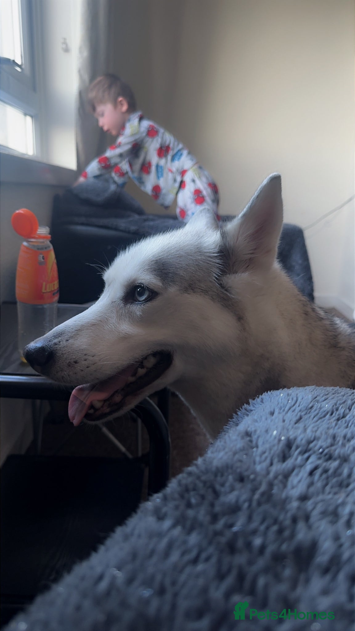 Siberian Husky dogs for sale: Husky puppies for sale  in Saltcoats - Advert 13