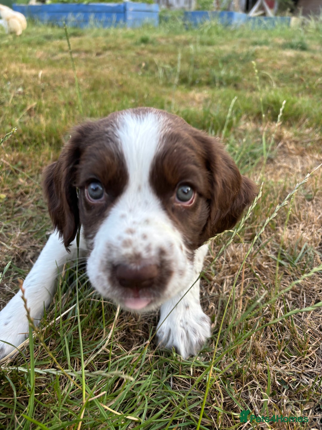 English Springer Spaniel dogs for sale: KENNEL CLUB Pedigree Springer Spaniel Puppies - Image 18
