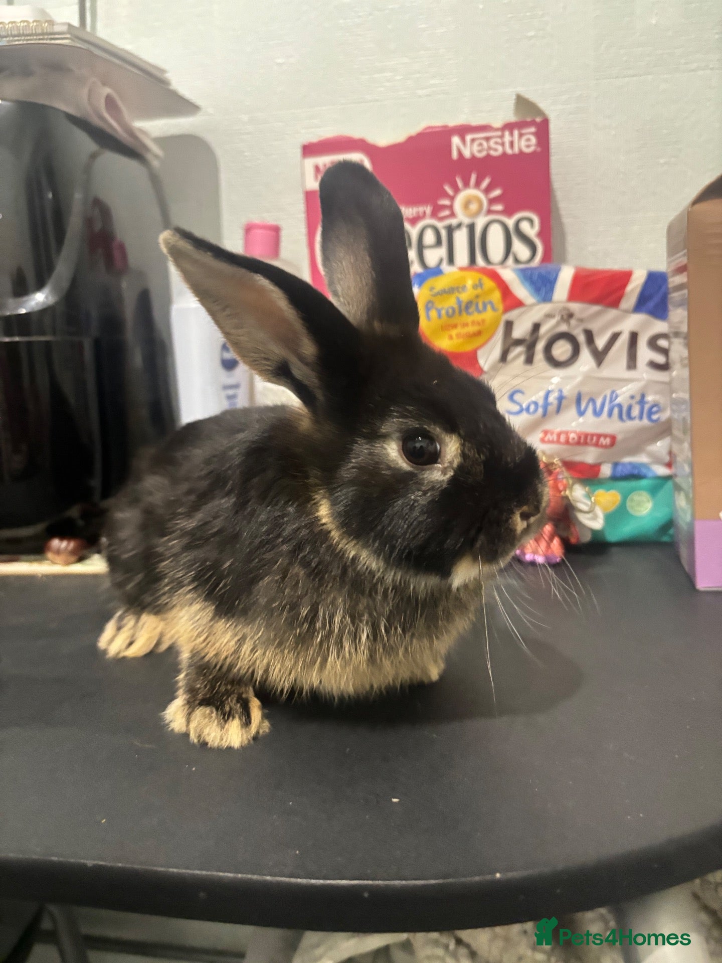 Mixed Breed rabbits 4 mini lop cross 3 female 1 male - Advert 2
