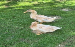 Ducks poultry for sale: Rare Buff Orpington Ducks For FREE to good home - Image 3