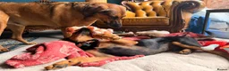 Mixed Breed dogs for adoption: KOOPER ADORABLE 4.5 MONTH OLD PUPPY in Stone - Advert 12