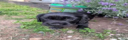 Cocker Spaniel dogs for sale: Gorgeous working cocker pups 1 Girl available  - Advert 4