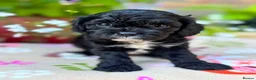 Cavapoo dogs for sale: Quality true mini Cavapoo pups DNA tested parents. - Advert 7