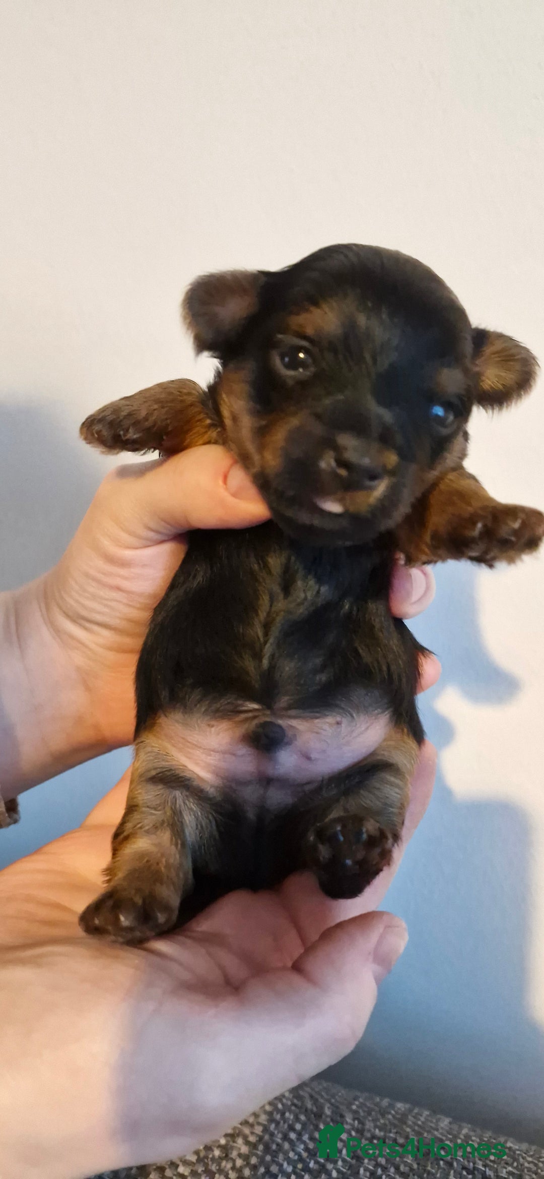 Yorkshire Terrier dogs for sale: Yorkshire terrier  - Advert 9