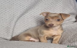 Jack Russell dogs for sale: Miniature jack Russell's only 3 available now - Image 14