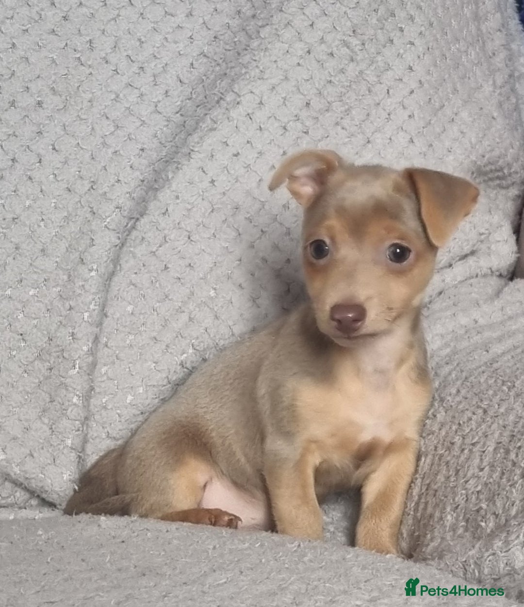 Jack Russell dogs for sale: Miniature jack Russell's only 3 available now - Image 14