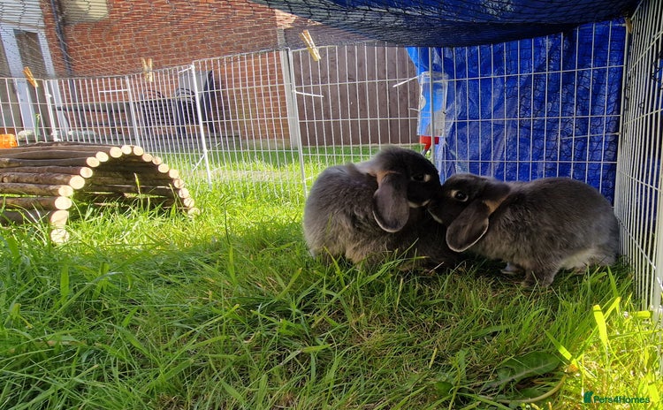 Mini Lop rabbits - Advert 15