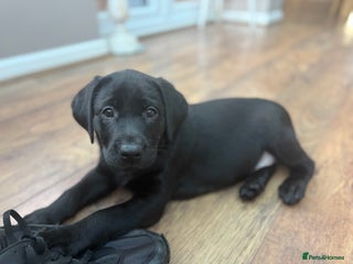 Labrador Retriever dogs 1 KC registered Girl Labrador - Advert 6