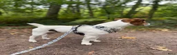 Jack Russell dogs for stud: Jack russell Stud in Salisbury - Advert 12