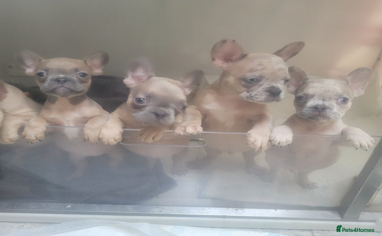 French Bulldog dogs - Advert 1