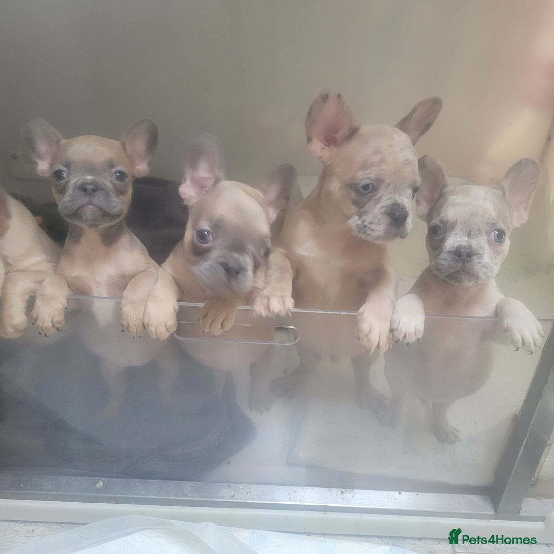French Bulldog dogs for sale: Frenchy  - Image 1