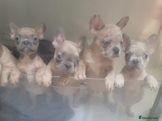 French Bulldog dogs - Advert 6