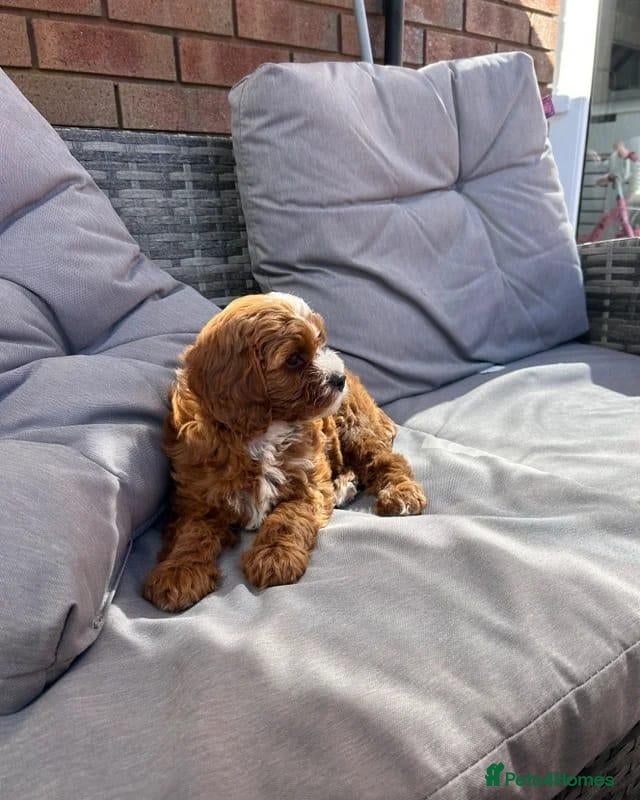 Cavapoo dogs Fully health checked f1b cavapoo puppies - Advert 6