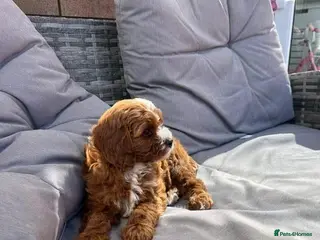 Cavapoo dogs Fully health checked f1b cavapoo puppies - Advert 6