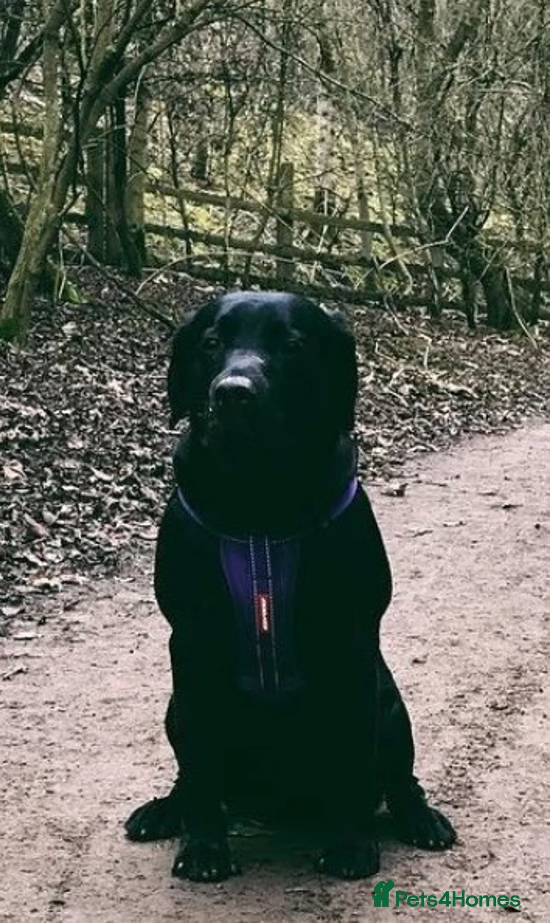 Labrador Retriever dogs for sale: Exceptional 7 month old Pedigree Labrador Sisters - Advert 7