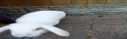 Mixed Breed rabbits for sale: Male rabbit for sale in Lincoln - Advert 3