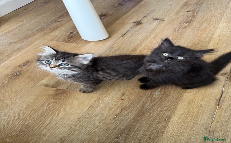 Persian cats - Advert 4