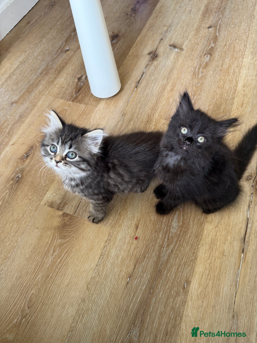 Persian cats for sale: Persian / British shorthair mix 🩷8 weeks old 🩷 - Image 7