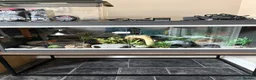 Leopard Gecko reptiles for sale: 3ft Viv for Leopard Gecko - Includes everything! in Welshpool - Advert 2
