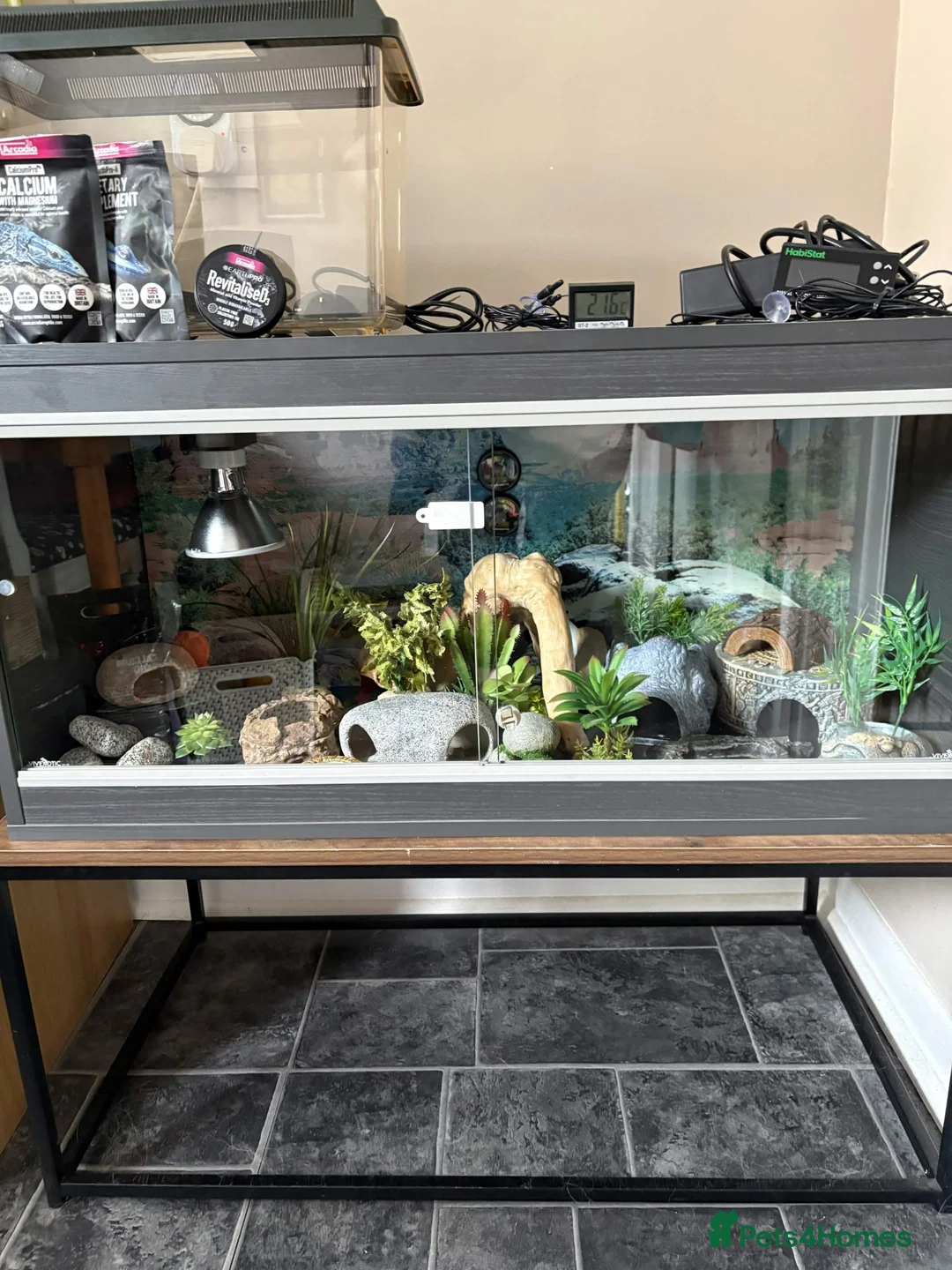 Leopard Gecko reptiles for sale: 3ft Viv for Leopard Gecko - Includes everything! in Welshpool - Advert 2