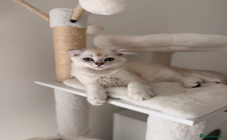Scottish Fold cats - Advert 4