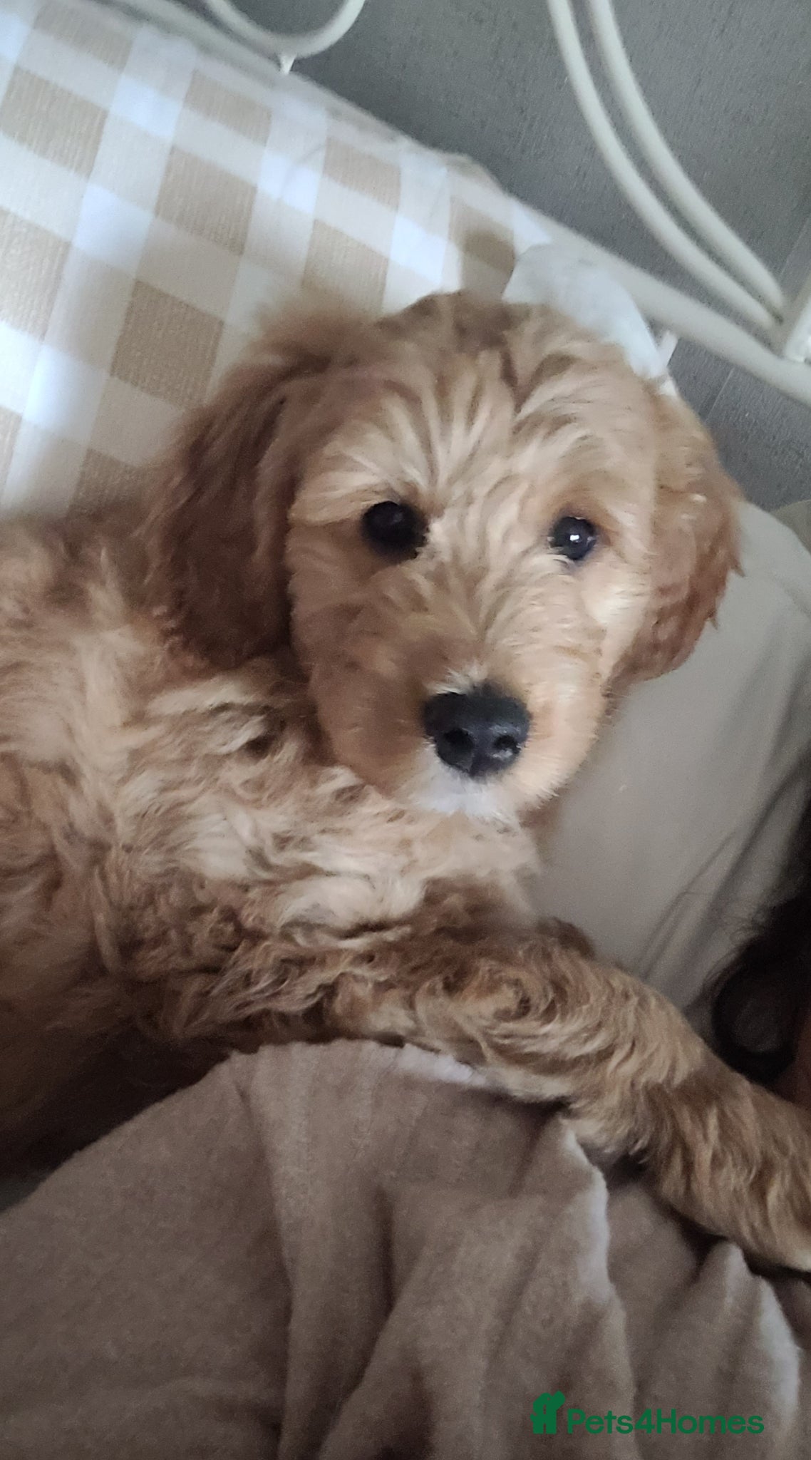 Mini Goldendoodle dogs Pretty Goldendoodle female f1  - Advert 1