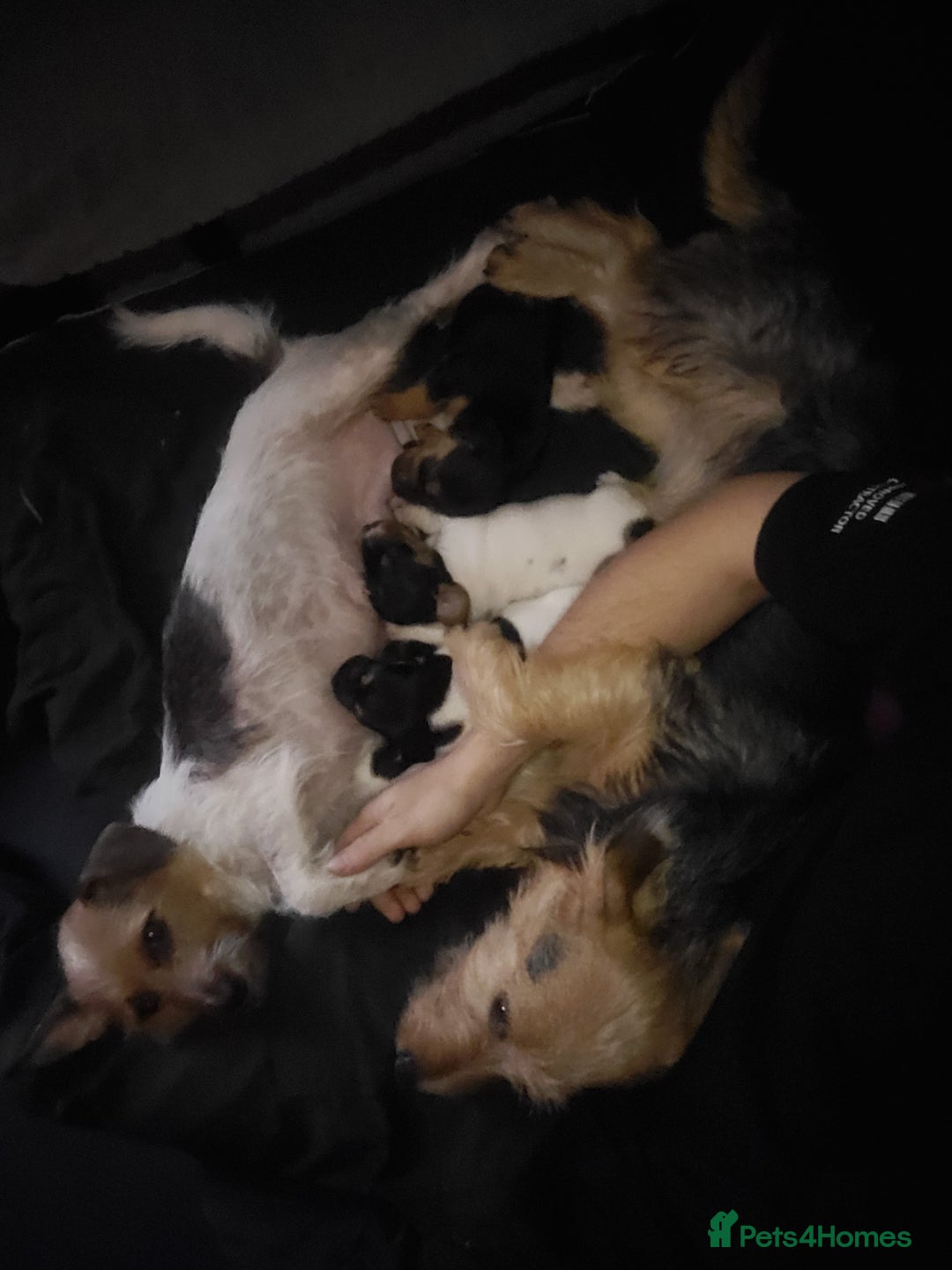 Jack Chi dogs for sale: Beautiful Jack Chi girls - Image 5