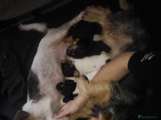 Jack Chi dogs Beautiful Jack Chi girls - Advert 2