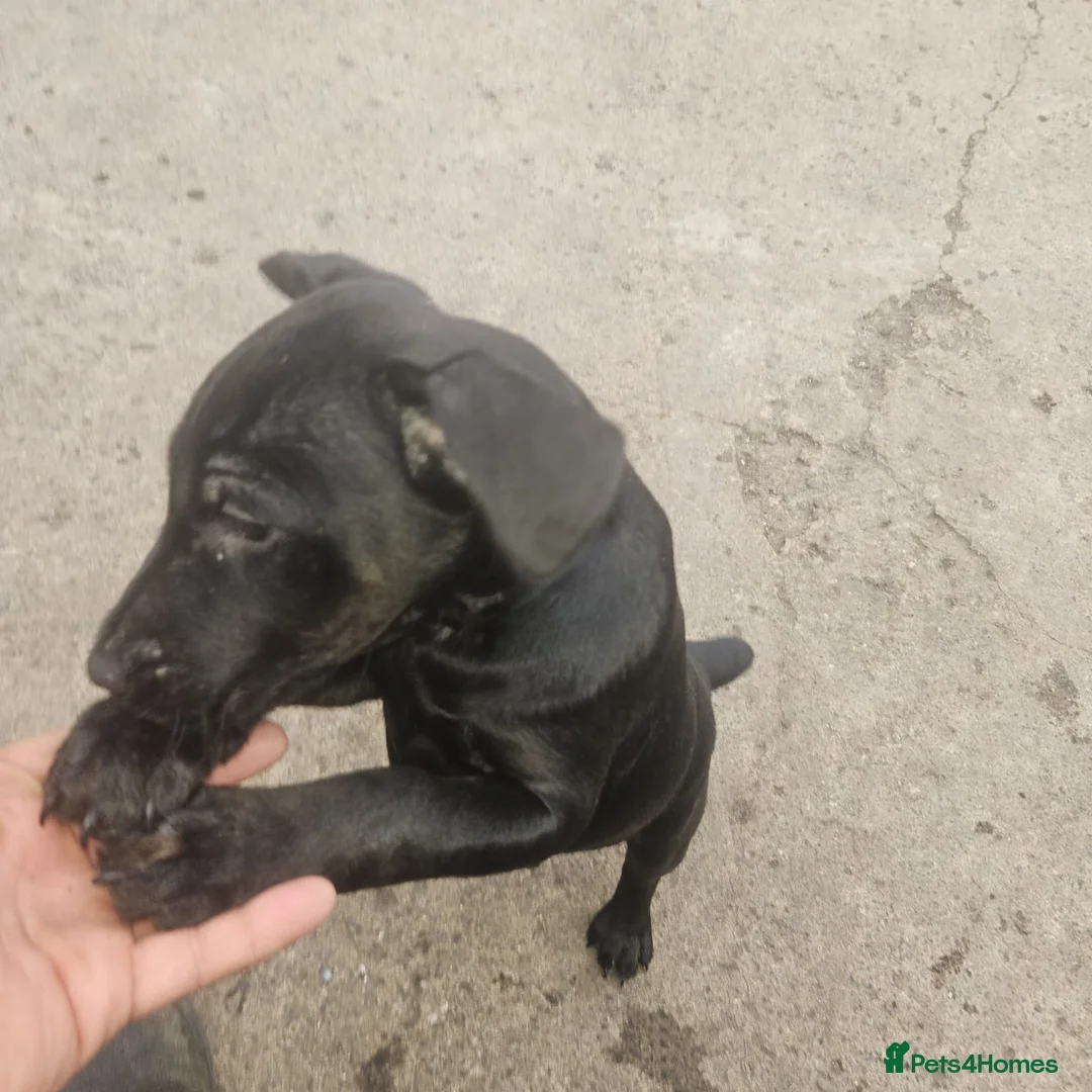 Mixed Breed dogs for sale: 12 week old PUP - Advert 2