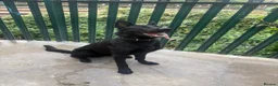 German Shepherd dogs for sale: STUNNING 1-YEAR-OLD BLACK GERMAN SHEPHERD MALE in London - Advert 3