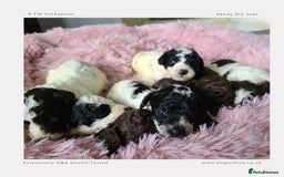 Cockapoo dogs for sale: F1b Toy Cockapoos.Roan & Chocolate.Health Tested. - Image 8
