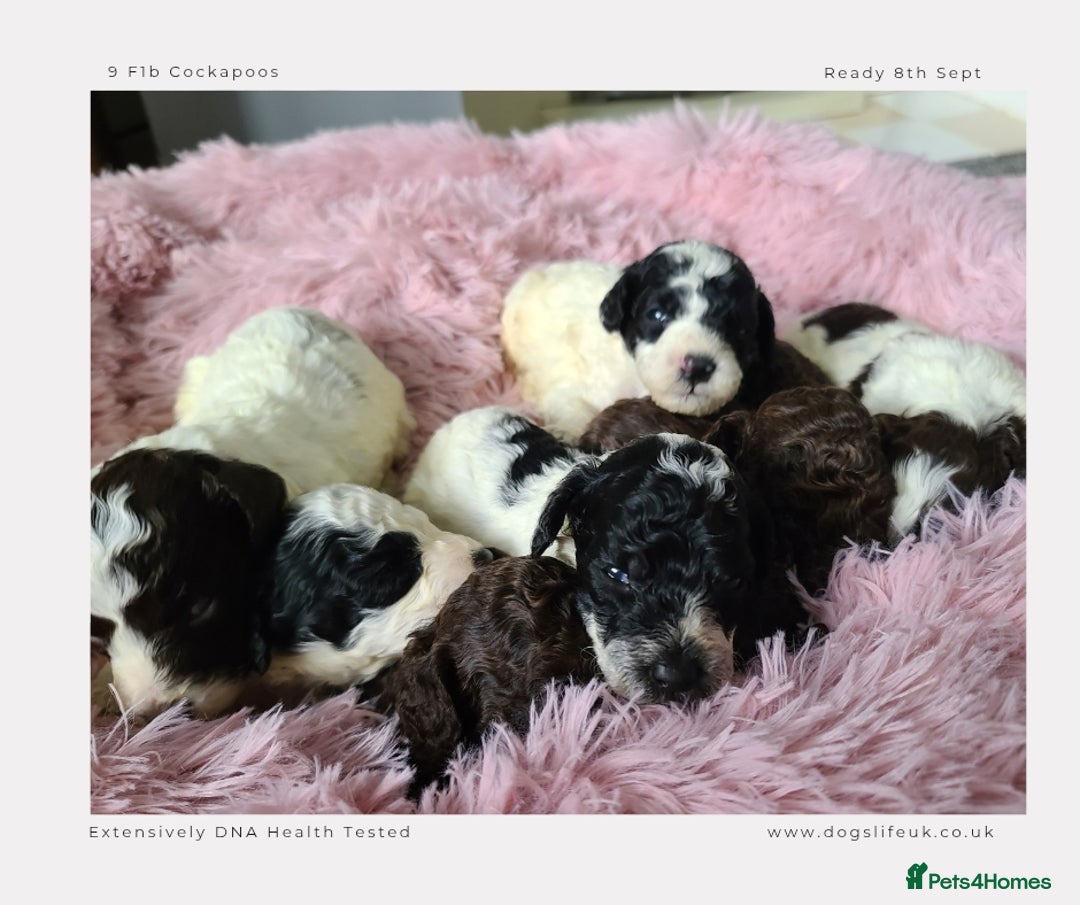 Cockapoo dogs for sale: F1b Toy Cockapoos.Roan & Chocolate.Health Tested. - Image 8